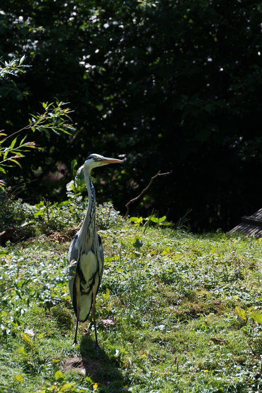 Wildpark Schwarze Berge